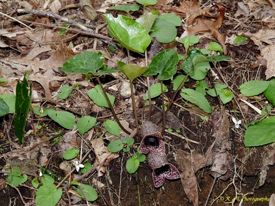 {Hexastylis shuttleworthii}